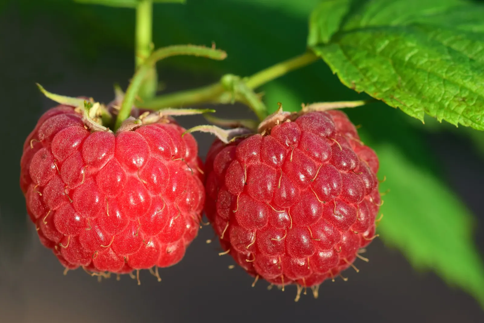Raspberry (Rubus Niveus) — shrub / vine for full; making it a dual-purpose plant that's sure to please, image 81