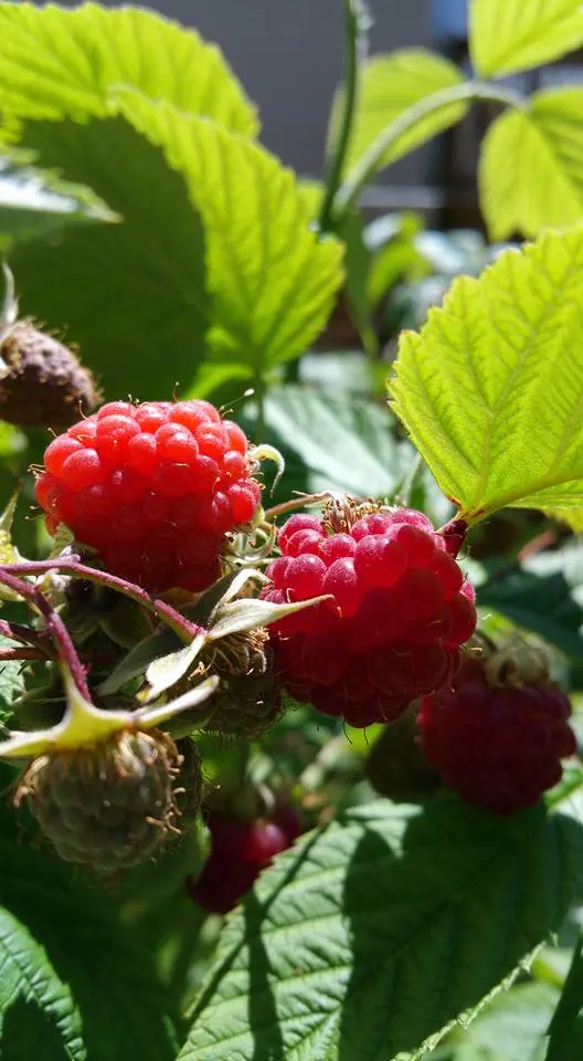 Raspberry (Rubus Niveus) — The shrub's bramble-like structure is adorned with thorns, image 68