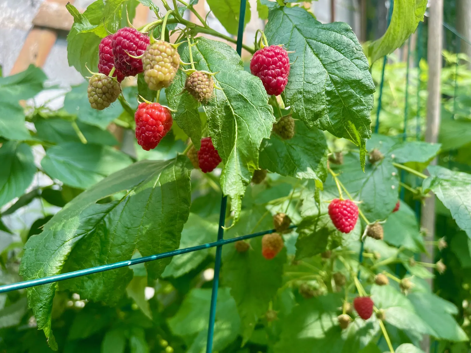 Raspberry (Rubus Niveus) — specifically the Rubus niveus; this plant requires well-drained, image 144