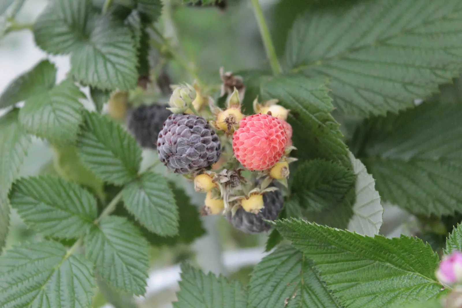 Raspberry (Rubus Niveus) — A member of the Rosaceae family; offering a sweet and subtly tart flavor.<br><br>For optimal growth, image 92