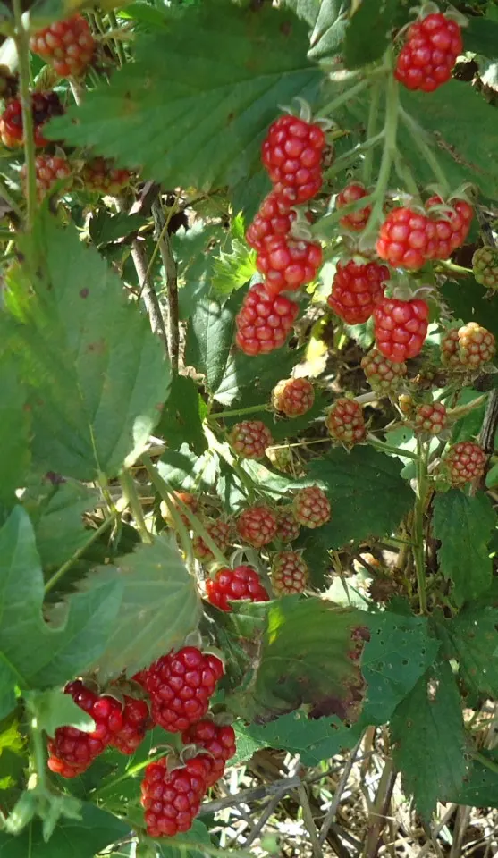Raspberry (Rubus Niveus) — shrub / vine with white blooms; enriching the garden's ecosystem, image 80