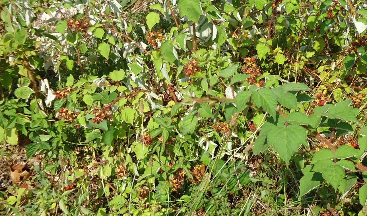 Raspberry (Rubus Niveus) — which invite wildlife and offer culinary uses