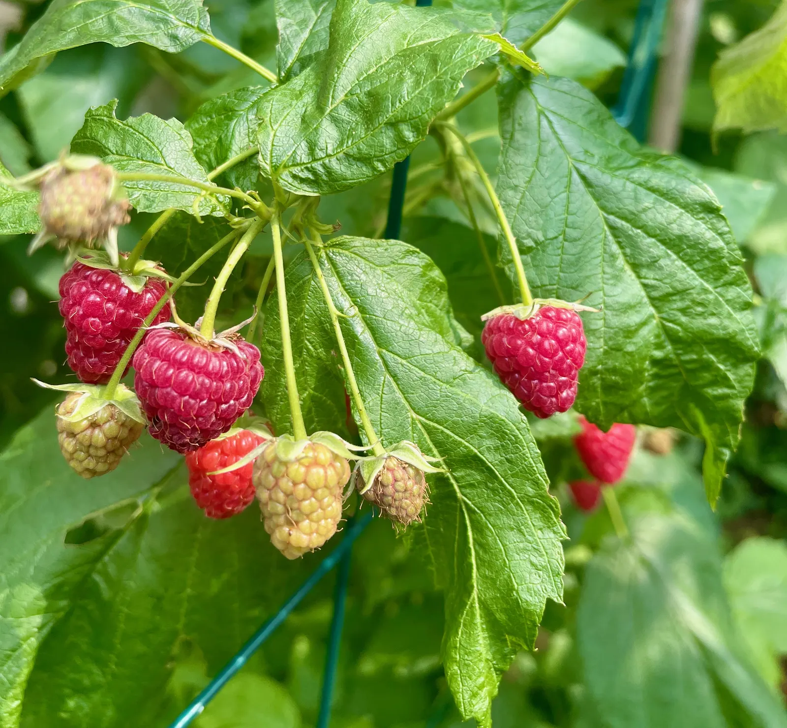Raspberry (Rubus Niveus) — it produces flavorful berries in summer