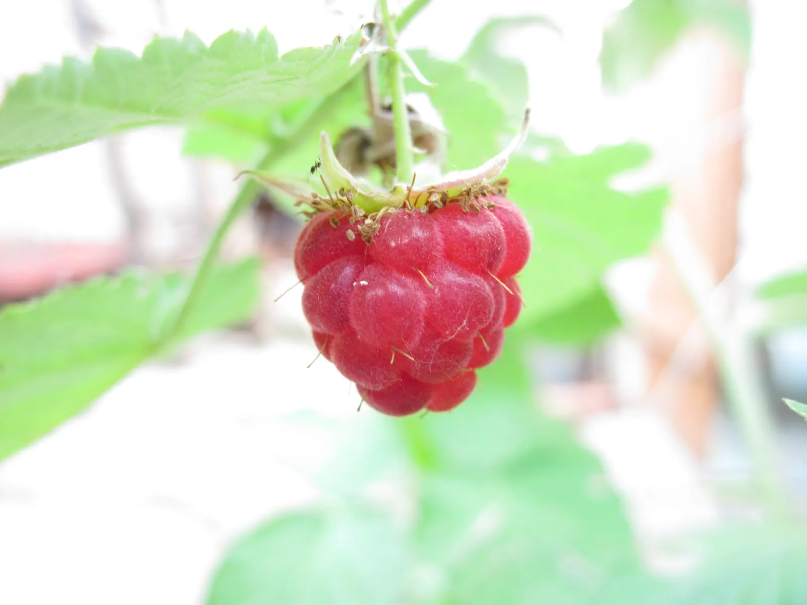 Raspberry (Rubus Niveus) — A member of the Rosaceae family; offering a sweet and subtly tart flavor.<br><br>For optimal growth, image 146