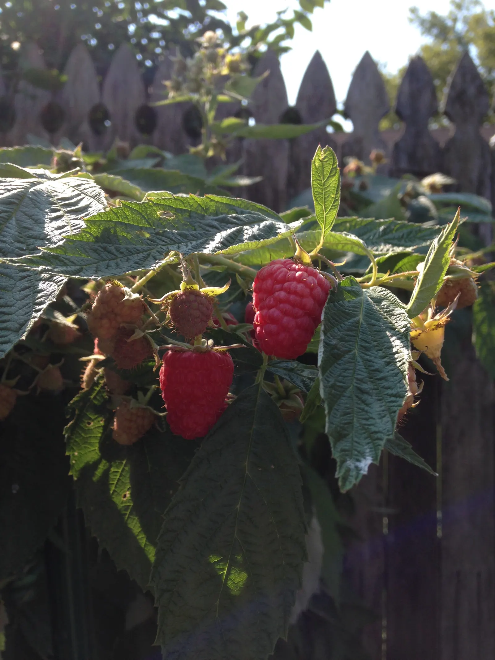 Raspberry (Rubus Niveus) — the Rubus niveus produces clusters of white to pale pink flowers; rubus niveus prefers well-drained soils with a pH, image 150