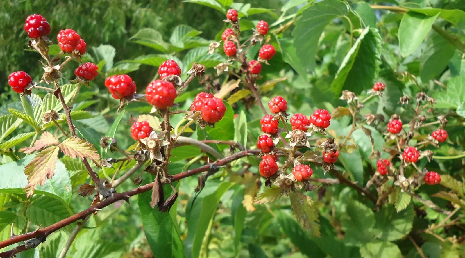 Raspberry (Rubus Niveus) — Its leaves are pinnate, with a rich green hue that turns to vibrant autumnal shades before falling; fertile soil with an, image 67