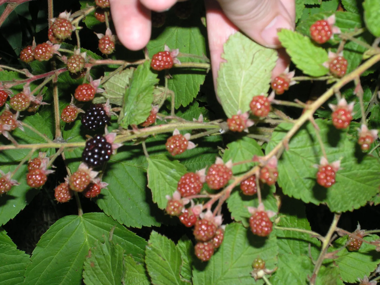 Raspberry (Rubus Niveus) — is a superb addition to any garden landscape for clients who crave both aesthetic value and edible yields; its leaves, image 64