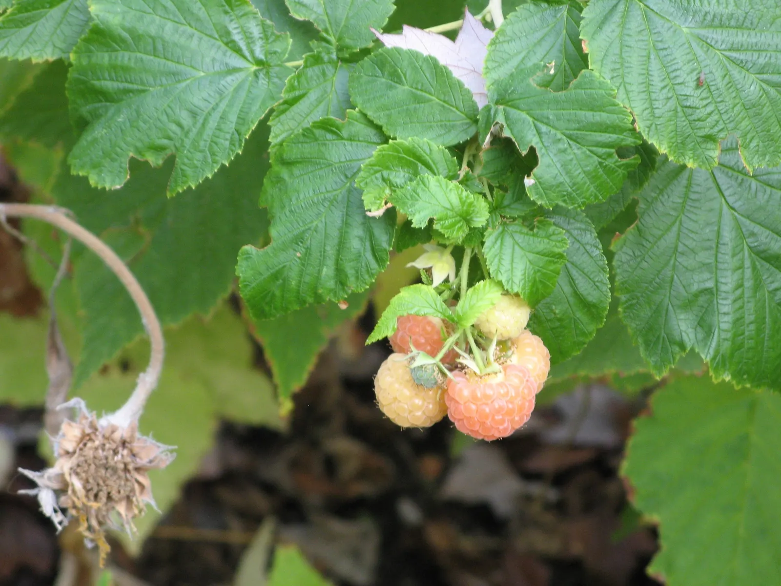 Raspberry (Rubus Niveus) — green foliage and prickly stems