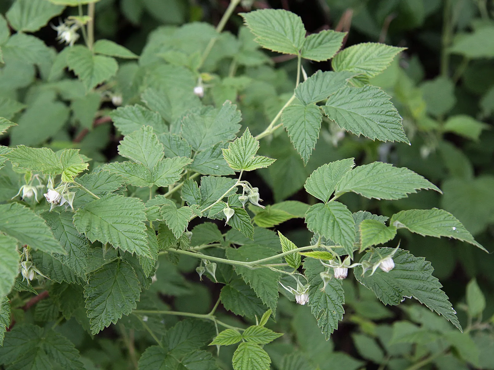 Raspberry (Rubus Niveus) — It thrives in USDA zones 4-8, preferring full sun but tolerates partial shade