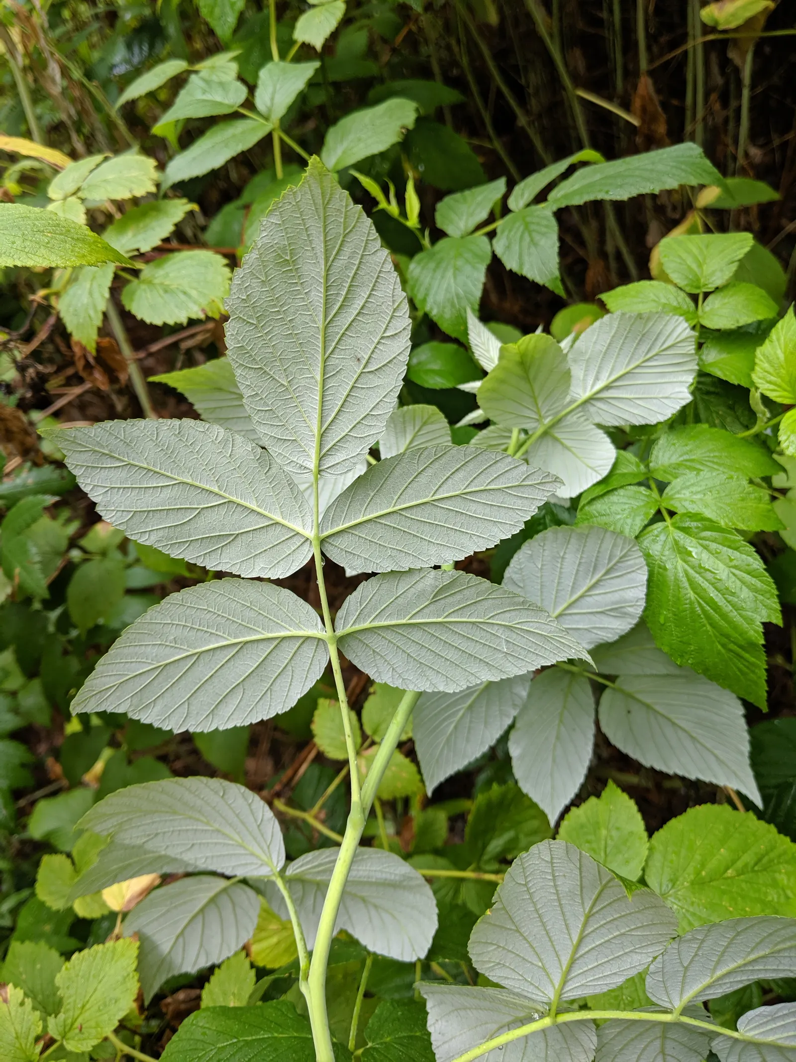 Raspberry (Rubus Niveus) — with a similar spread that provides ample cover and visual interest; shrub / vine for full, image 147