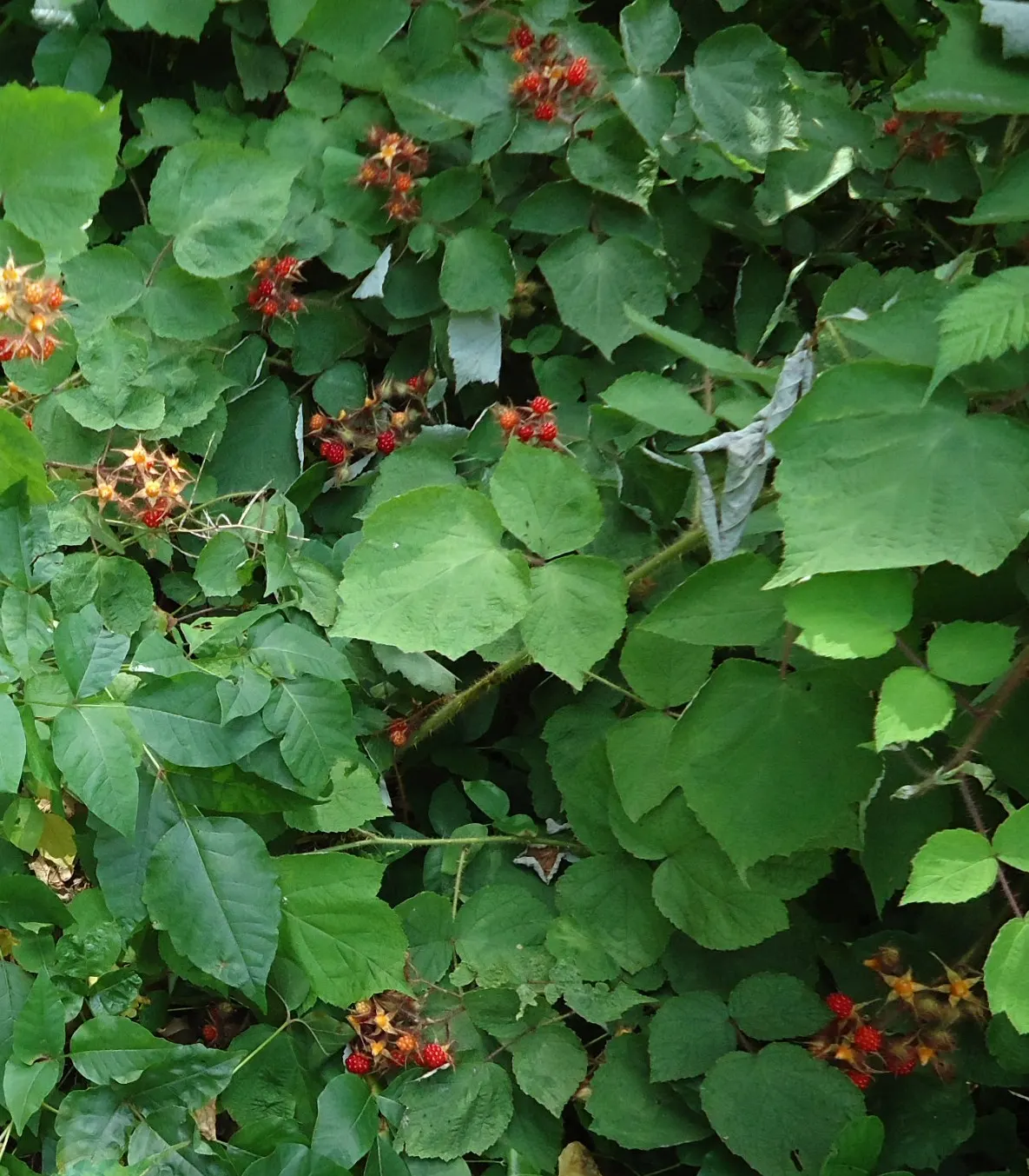 Raspberry (Rubus Niveus) — is a superb addition to any garden landscape for clients who crave both aesthetic value and edible yields; its leaves, image 145