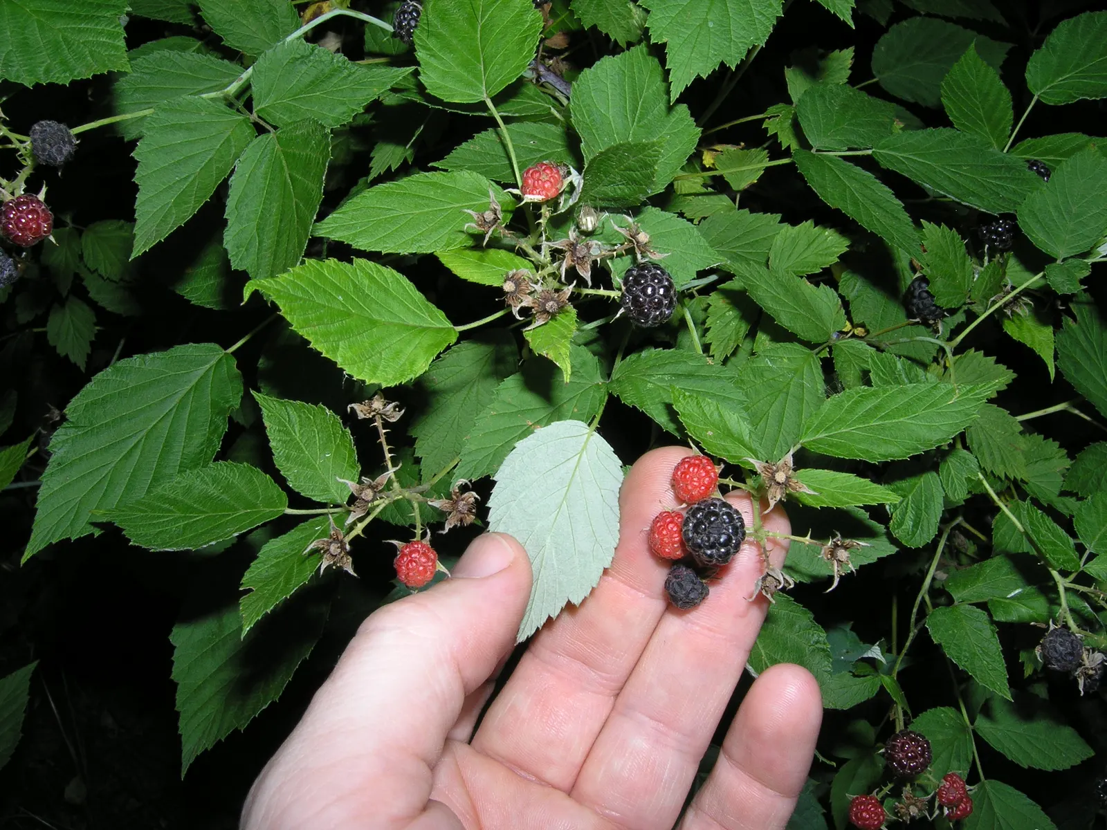 Raspberry (Rubus Niveus) — The Raspberry, Rubus niveus, is a hardy deciduous shrub standing 3-6 feet tall; it produces flavorful berries in summer, image 82