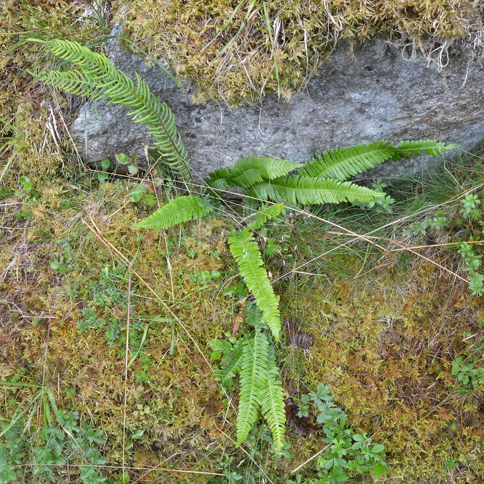 Deer Fern (Blechnum Spicant) — Deer-resistant, it's an ideal choice for naturalistic plantings; its resistance to deer browsing is a notable benefit, image 103