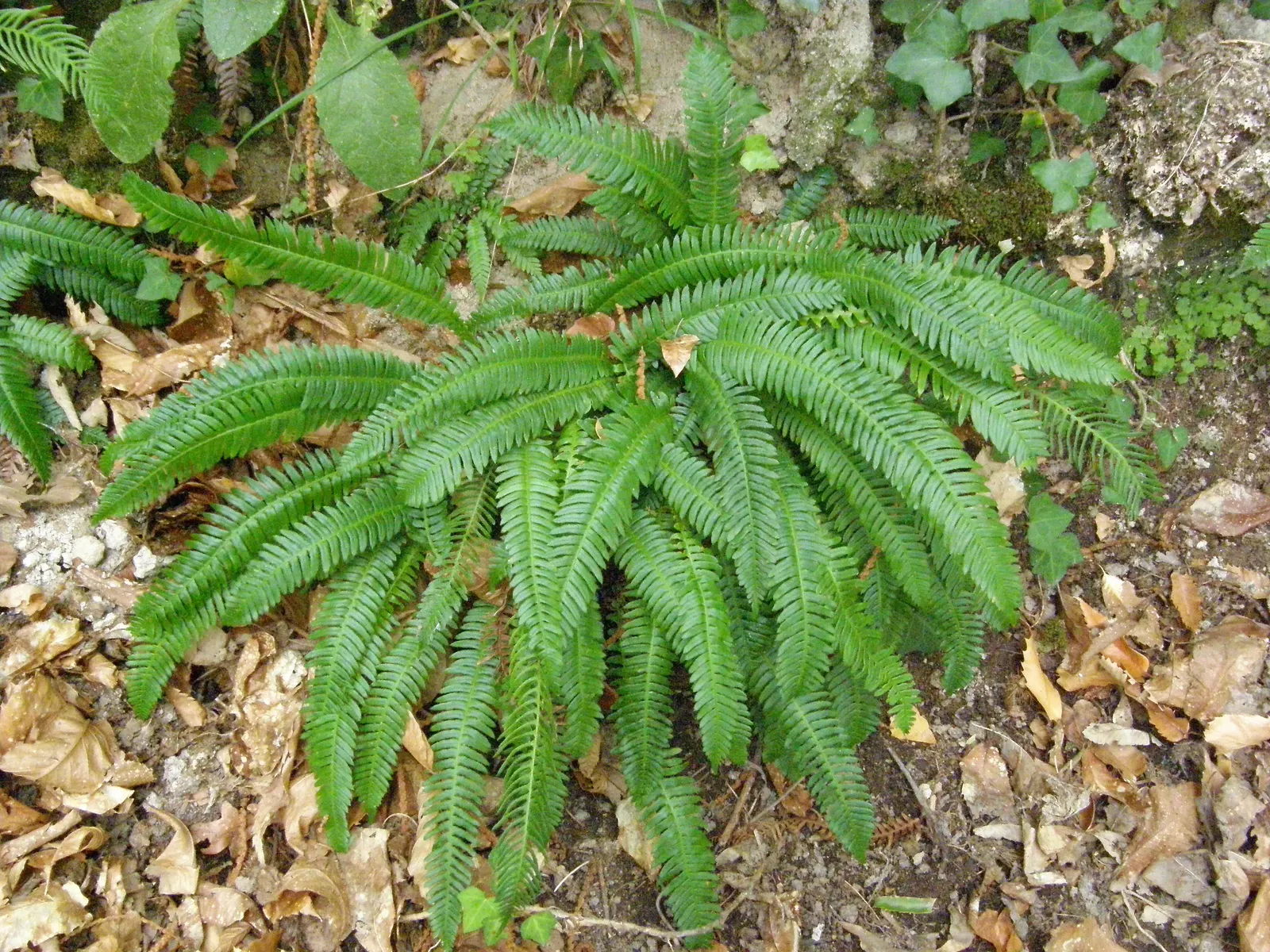 Deer Fern (Blechnum Spicant) — Blechnum spicant thrives in USDA hardiness zones 5 through 8; leathery fronds that create neat, image 90