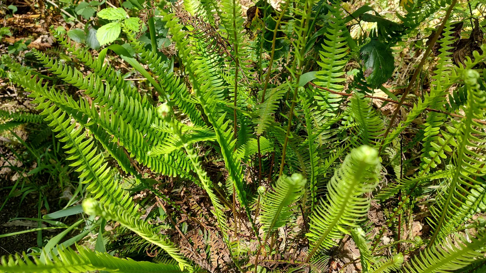 Deer Fern (Blechnum Spicant) — Deer-resistant, it's an ideal choice for naturalistic plantings