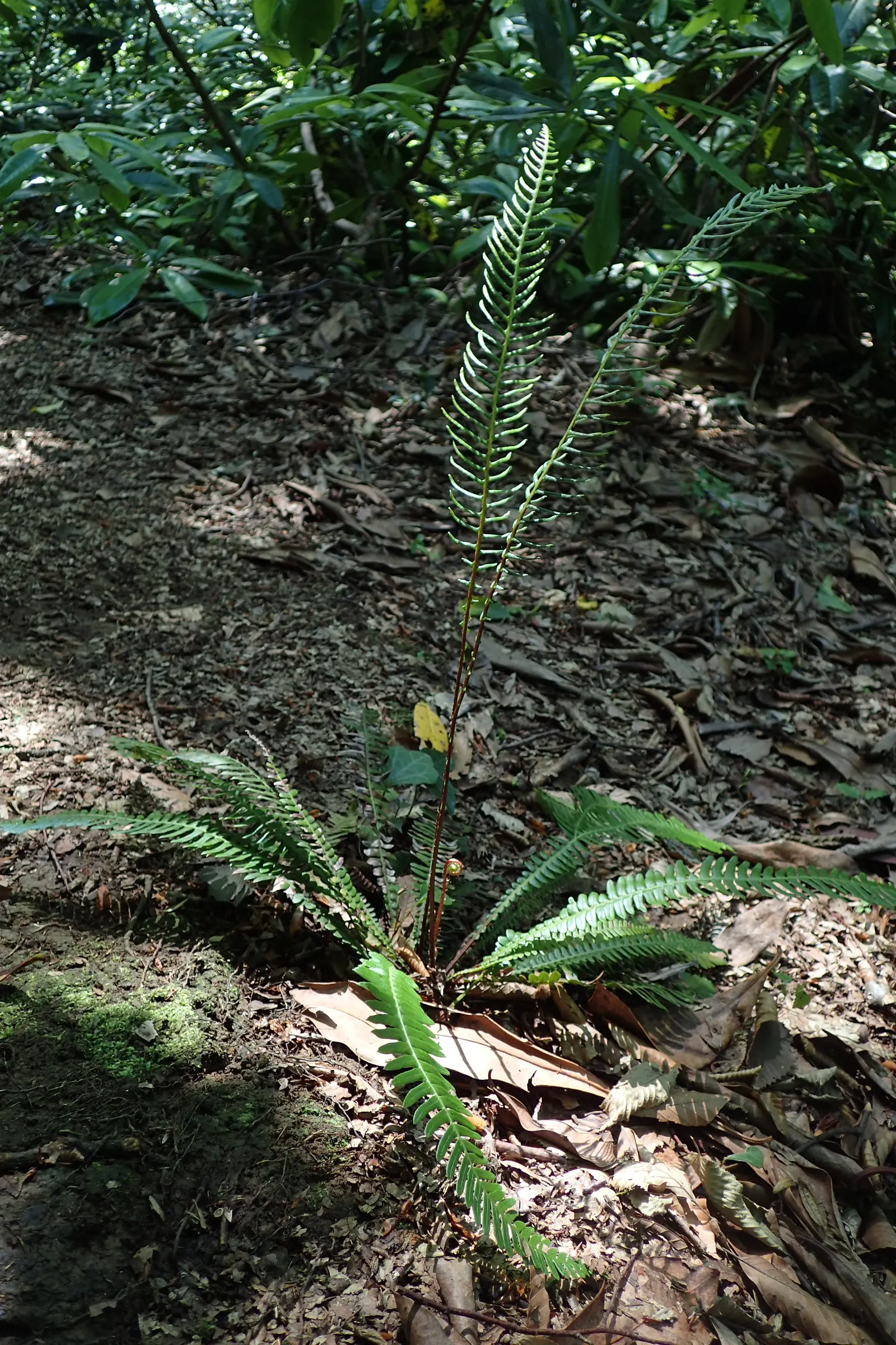 Deer Fern (Blechnum Spicant) — consisting of two types of fronds; this evergreen fern boasts lush, image 107