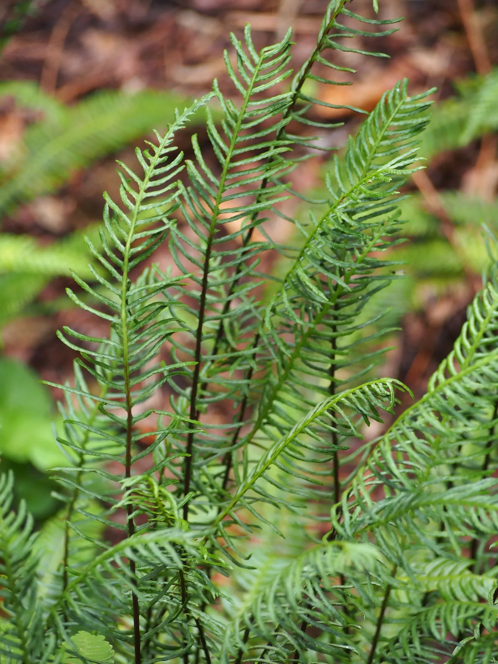 Deer Fern (Blechnum Spicant) — Commonly referred to as the Deer Fern; perfect for woodland gardens, it prefers acidic soil and pairs well with shade-tolerant