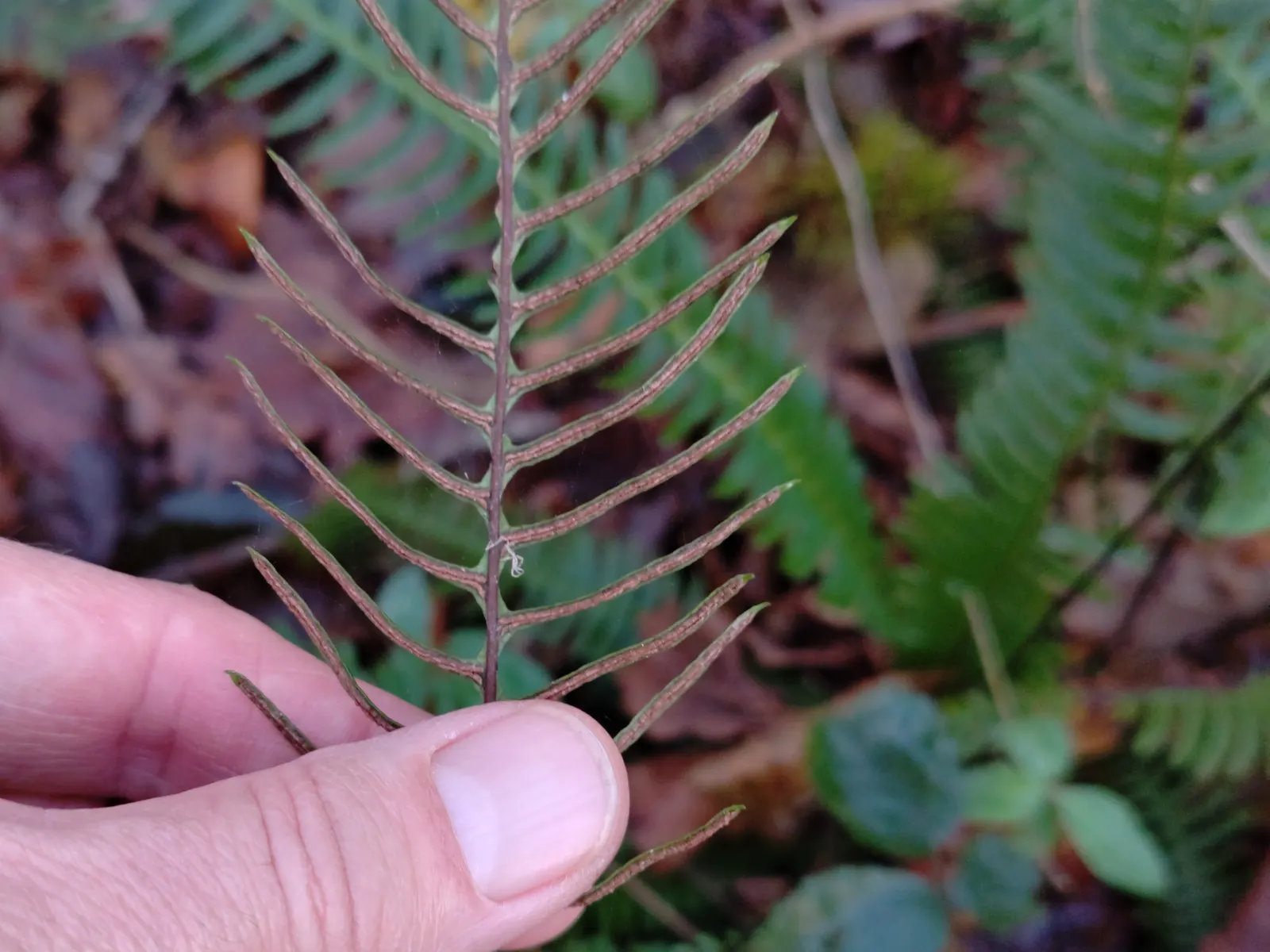 Deer Fern (Blechnum Spicant) — This fern typically reaches a height of about 1 to 2 feet and can spread roughly 1 to 3 feet wide; it requires consistent