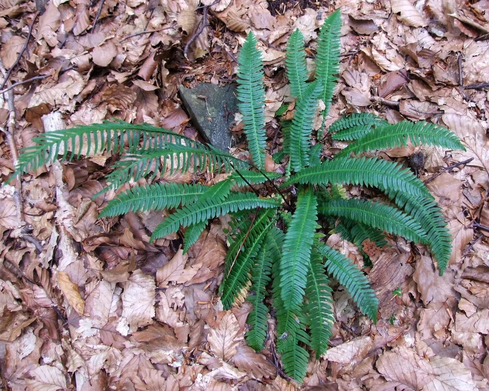 Deer Fern (Blechnum Spicant) — The Deer Fern, Blechnum spicant, thrives in moist, shady settings; symmetrical clumps reaching up to 2 feet in, image 49