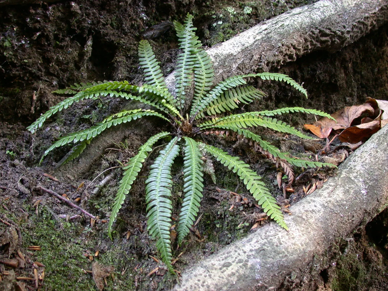 Deer Fern (Blechnum Spicant) — The sterile fronds are horizontally outstretched; blechnum spicant is a handsome evergreen fern that can serve as a, image 84