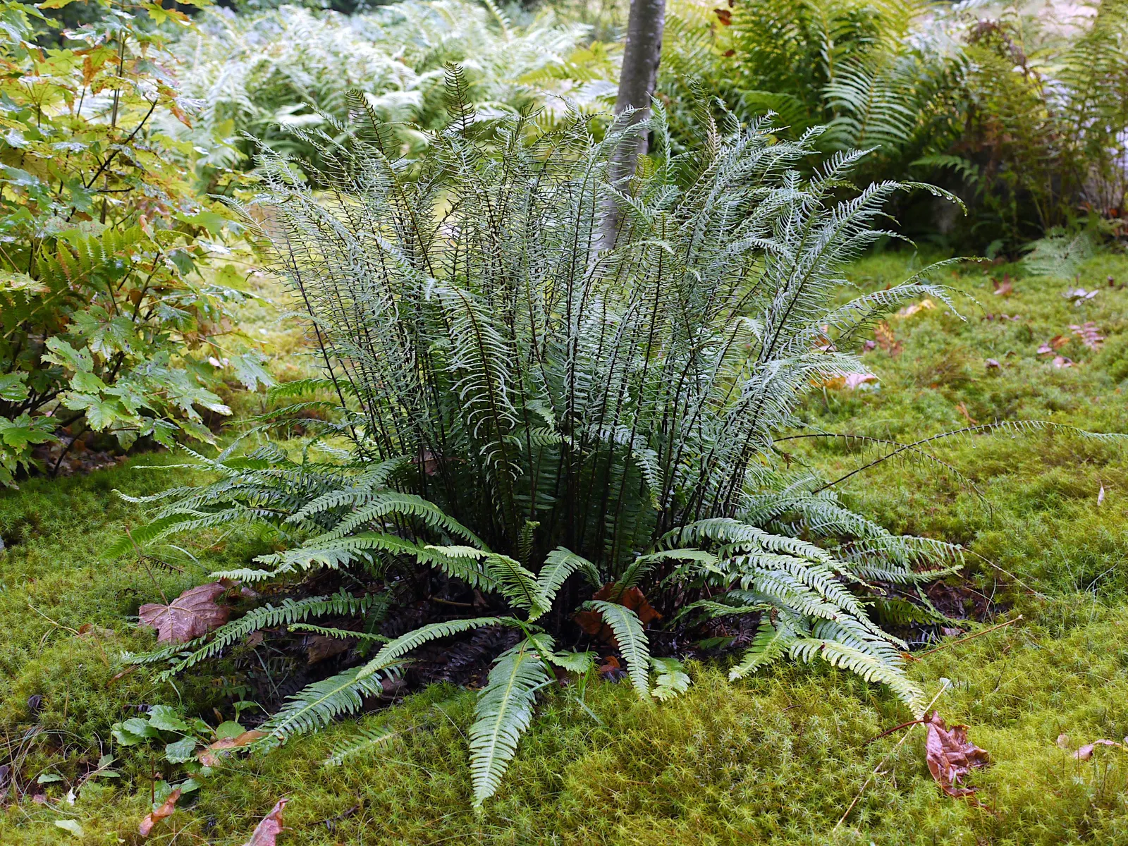 Deer Fern (Blechnum Spicant) — Hardy and low maintenance, it adds year-round interest and texture to the landscape; reaching heights of 18 to 24 inches