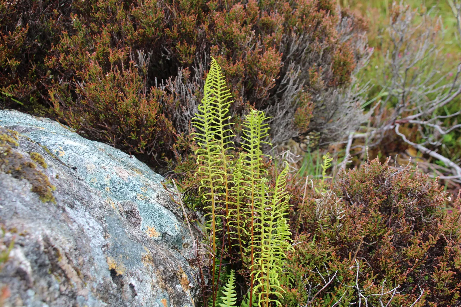 Deer Fern (Blechnum Spicant) — Blechnum spicant is a handsome evergreen fern that can serve as a luscious ground cover in shaded garden areas; the sterile