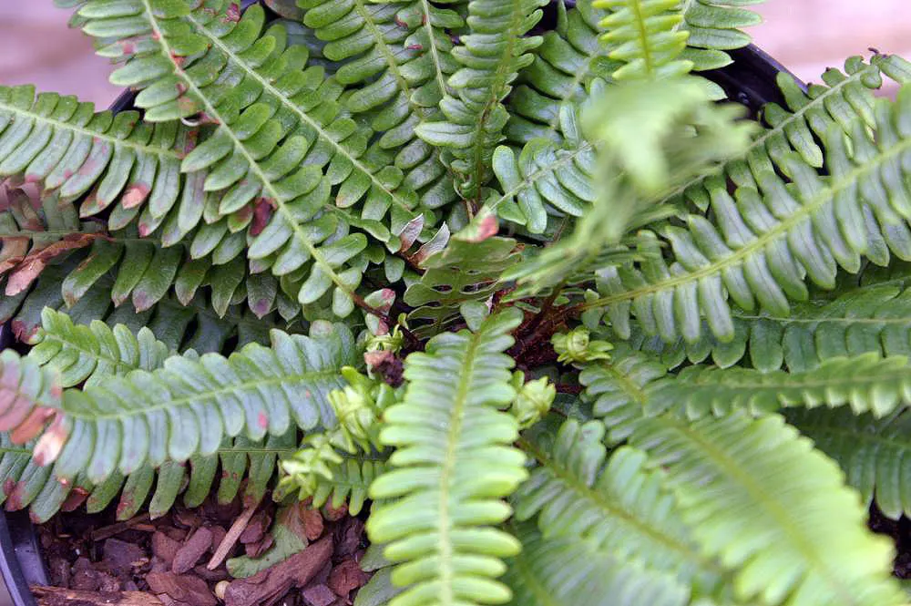 Deer Fern (Blechnum Spicant) — fern for half or shade; which requires minimal care once established, image 96