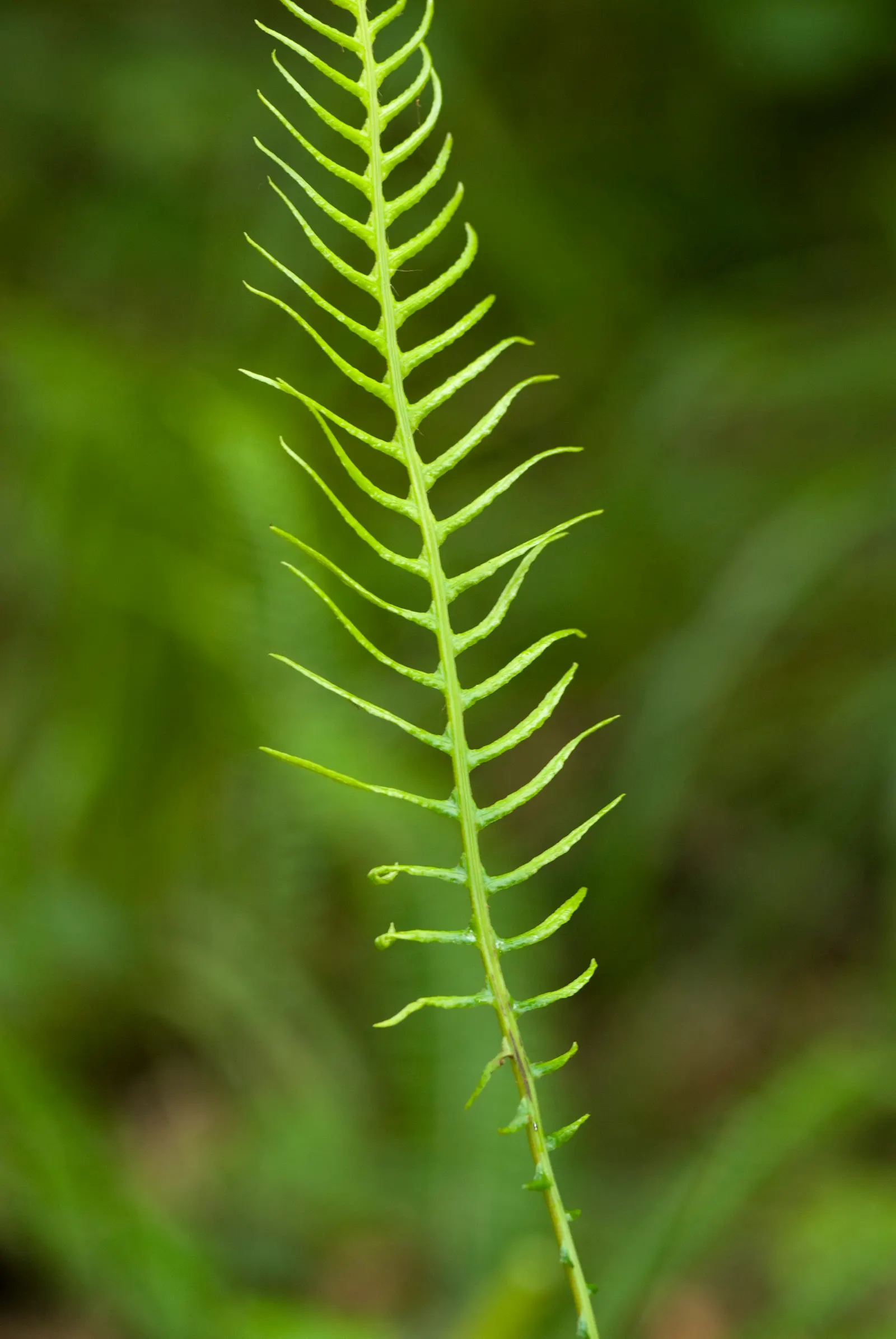 Deer Fern (Blechnum Spicant) — symmetrical clumps reaching up to 2 feet in height and spread
