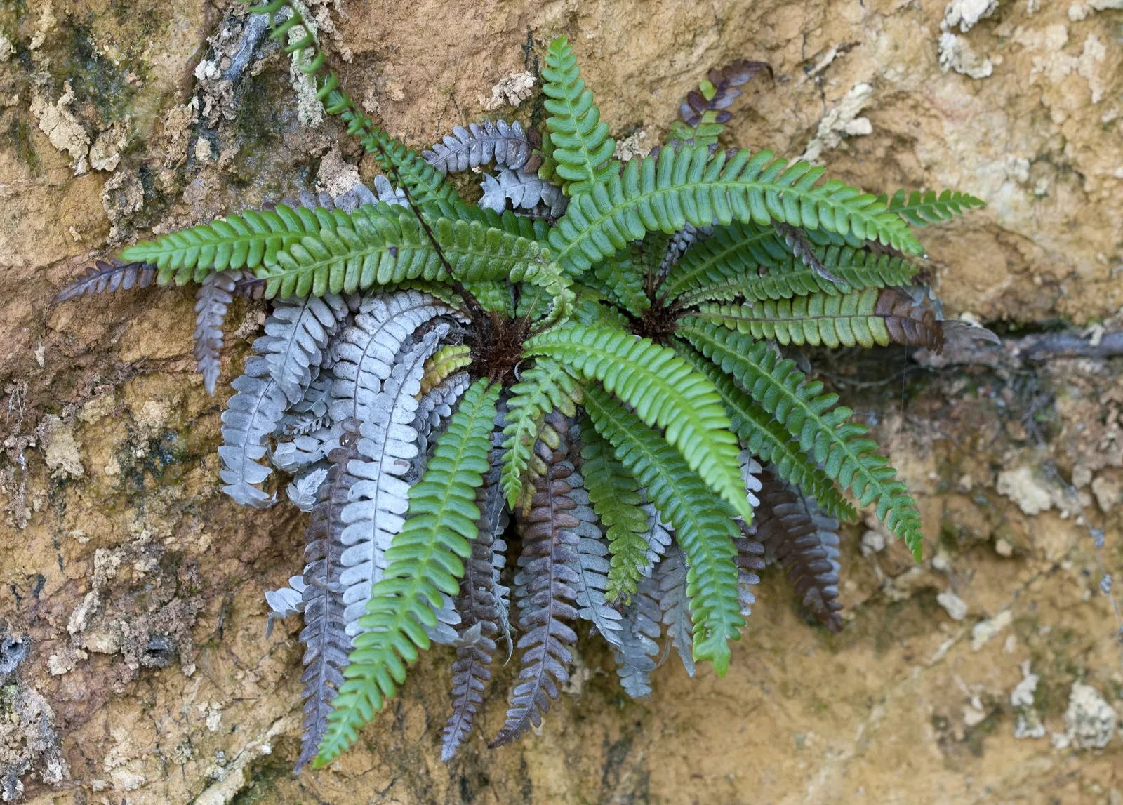 Deer Fern (Blechnum Spicant) — symmetrical clumps reaching up to 2 feet in height and spread; the Deer Fern, Blechnum spicant, thrives in moist, image 100