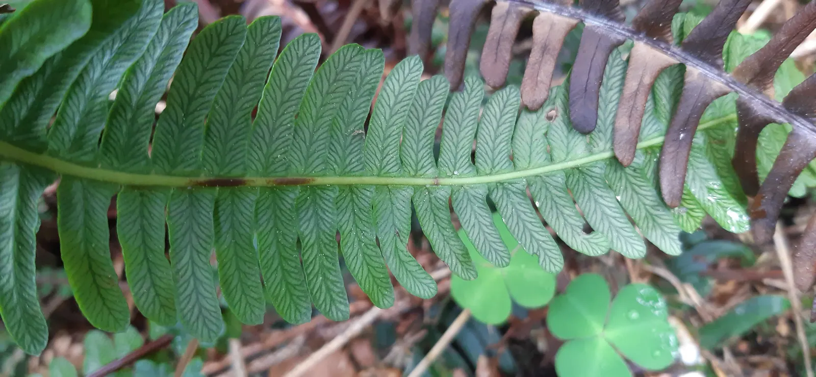 Deer Fern (Blechnum Spicant) — symmetrical clumps reaching up to 2 feet in height and spread; the Deer Fern, Blechnum spicant, thrives in moist, image 52