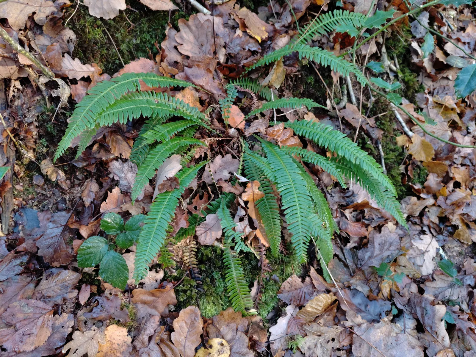 Deer Fern (Blechnum Spicant) — fern for half or shade; which requires minimal care once established