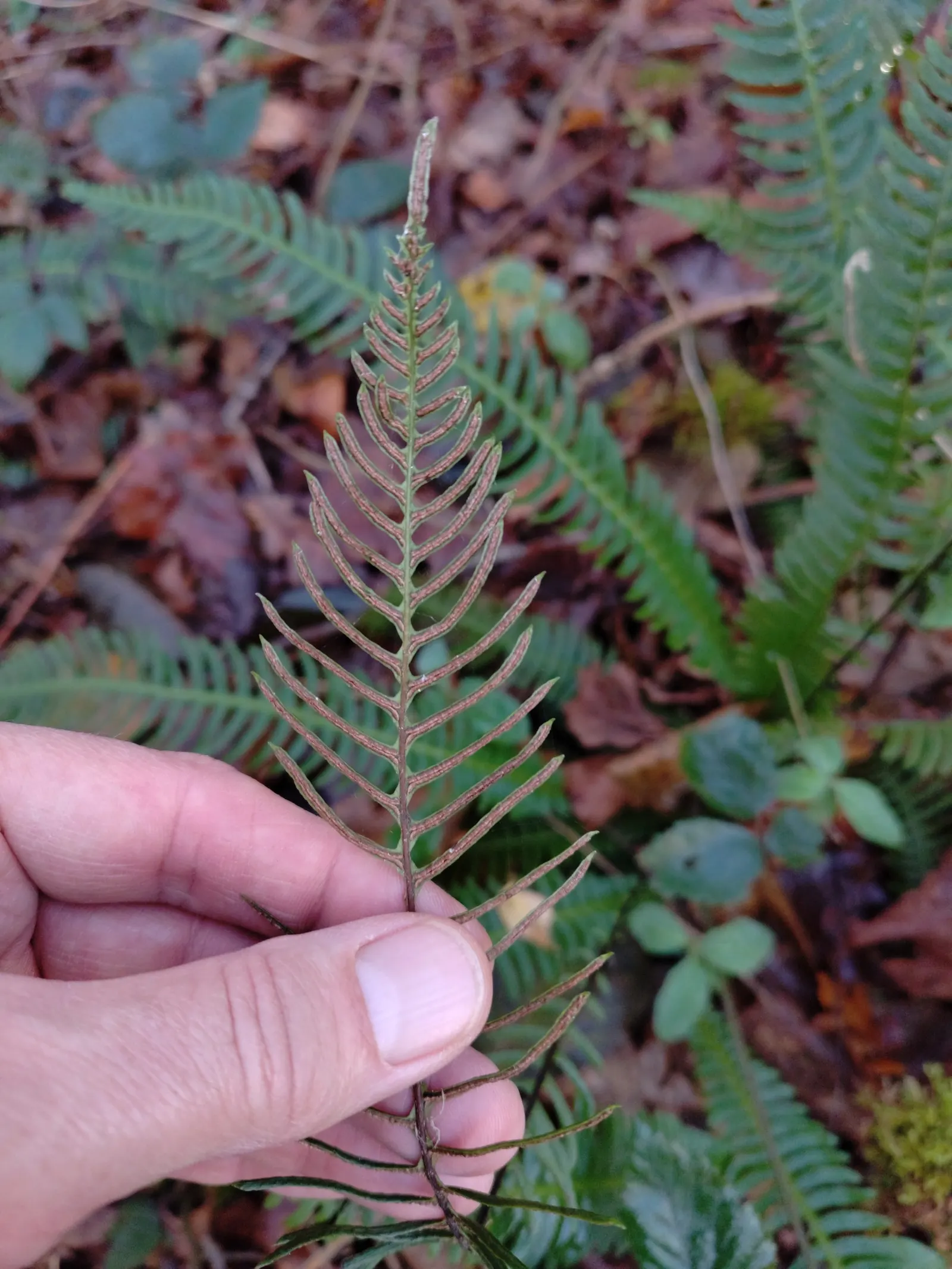Deer Fern (Blechnum Spicant) — consisting of two types of fronds; this evergreen fern boasts lush, image 83