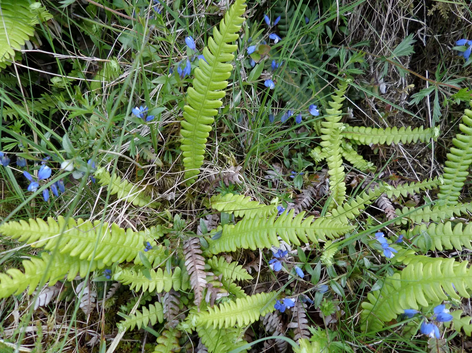 Deer Fern (Blechnum Spicant) — This evergreen fern boasts lush; consisting of two types of fronds, image 74