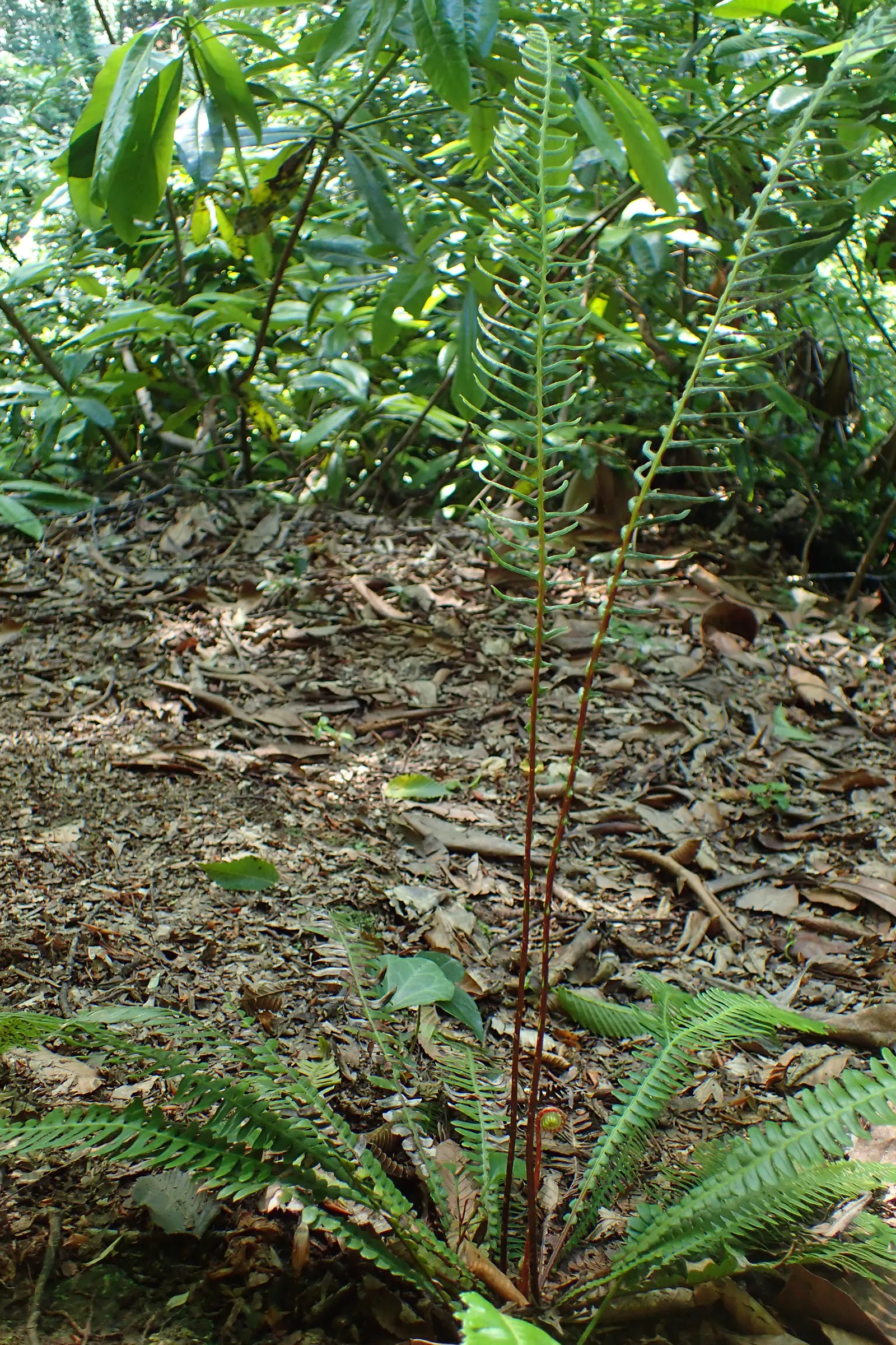 Deer Fern (Blechnum Spicant) — This evergreen fern boasts lush; consisting of two types of fronds, image 50