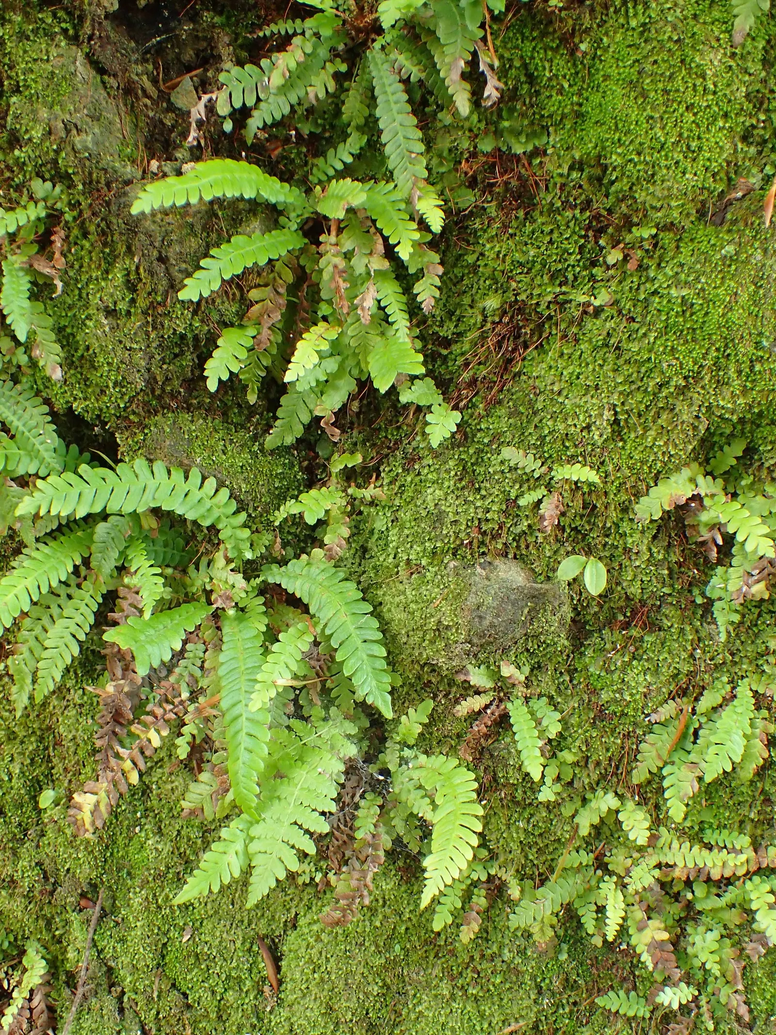 Deer Fern (Blechnum Spicant) — It requires consistent moisture but does not tolerate standing water, making good drainage crucial