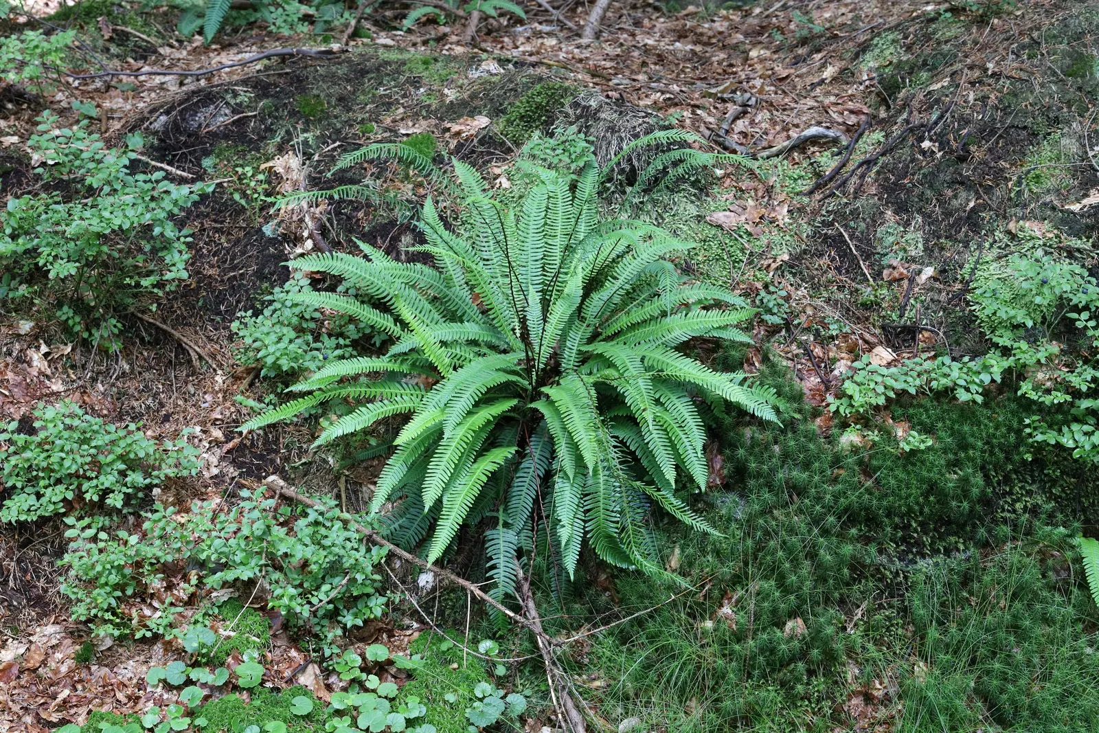 Deer Fern (Blechnum Spicant) — Hardy and low maintenance, it adds year-round interest and texture to the landscape; reaching heights of 18 to 24, image 54