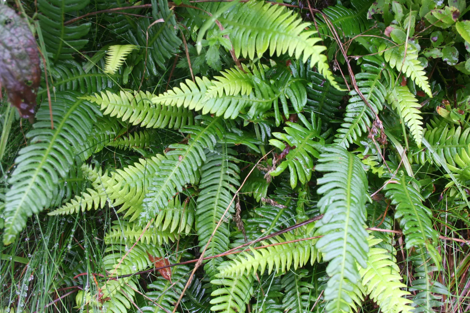 Deer Fern (Blechnum Spicant) — This fern typically reaches a height of about 1 to 2 feet and can spread roughly 1 to 3 feet wide