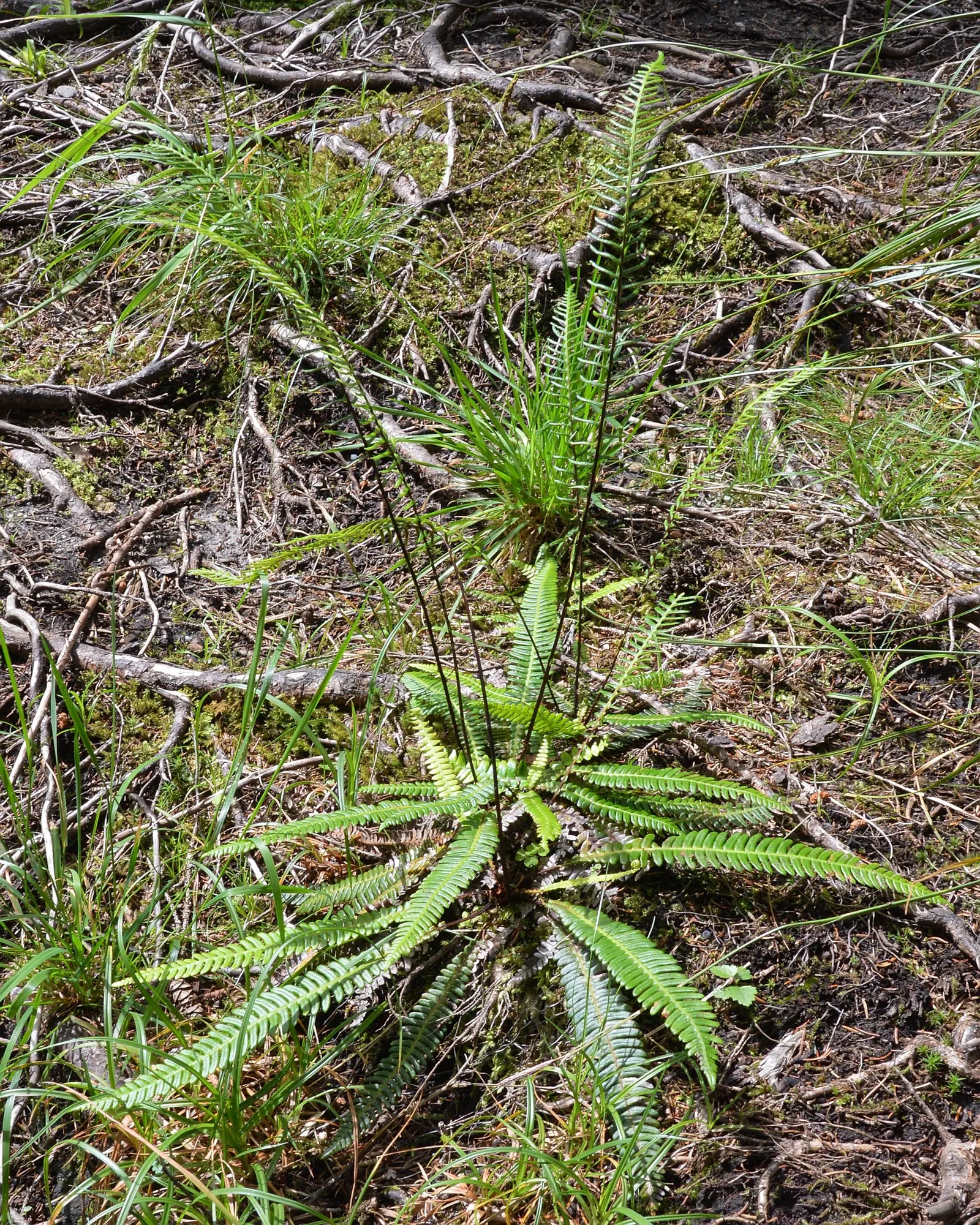 Deer Fern (Blechnum Spicant) — consisting of two types of fronds