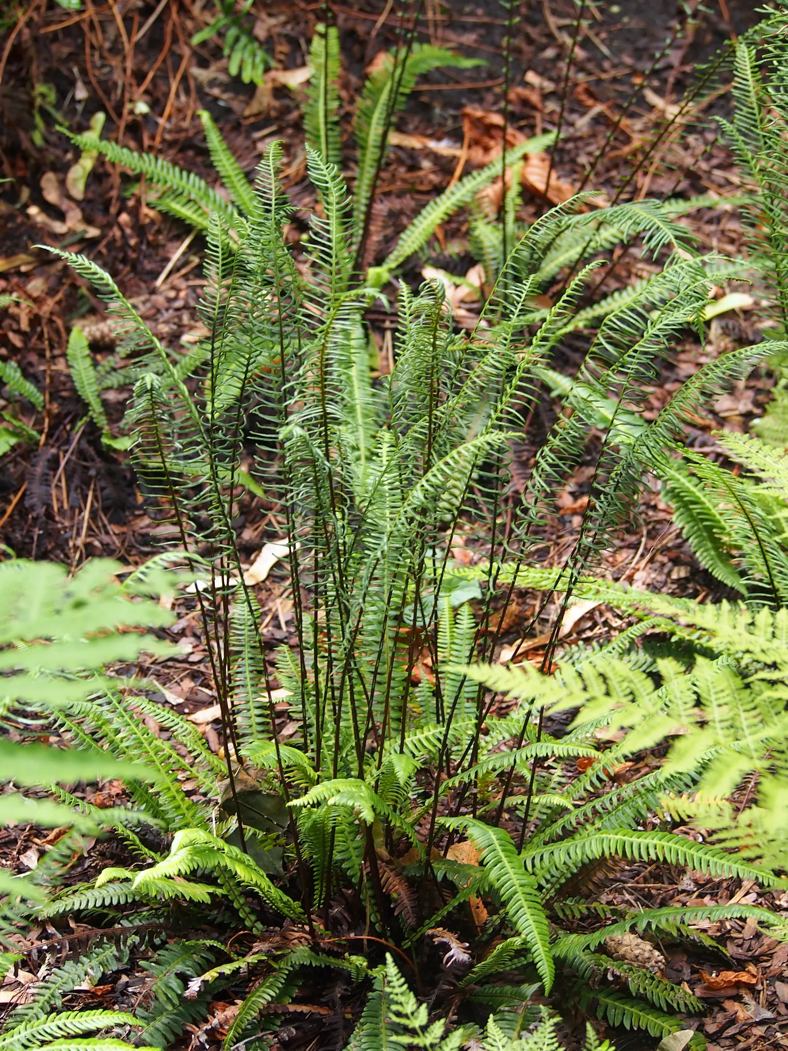 Deer Fern (Blechnum Spicant) — Blechnum spicant is a handsome evergreen fern that can serve as a luscious ground cover in shaded garden areas