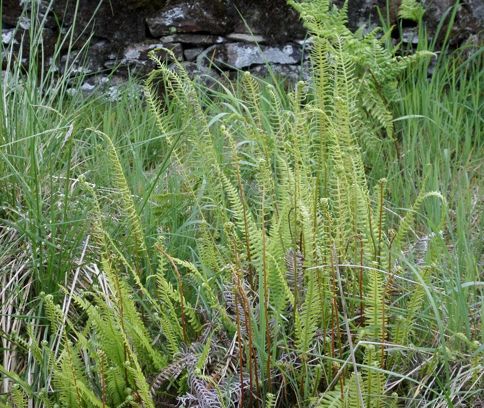 Deer Fern (Blechnum Spicant) — fertile fronds emerge upright; ensuring that its beauty remains undisturbed throughout the seasons, image 86