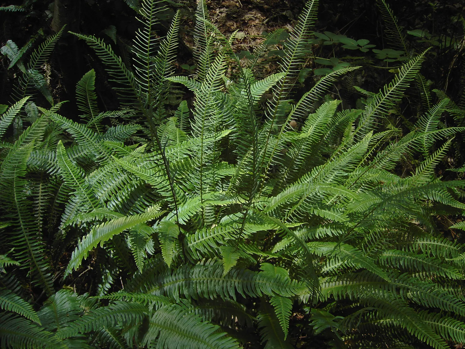 Deer Fern (Blechnum Spicant) — Blechnum spicant is a handsome evergreen fern that can serve as a luscious ground cover in shaded garden areas; the, image 81