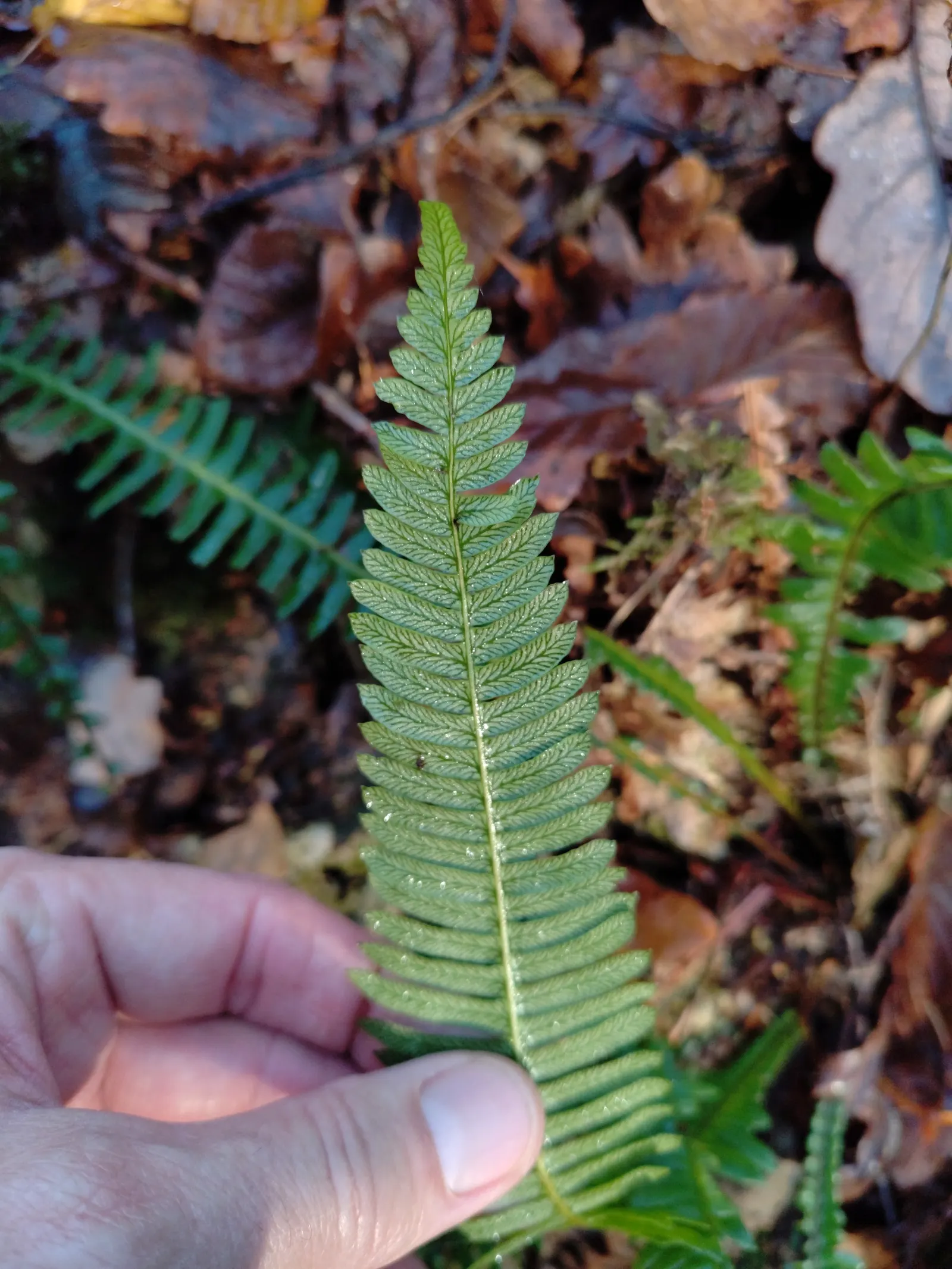 Deer Fern (Blechnum Spicant) — This evergreen fern boasts lush; consisting of two types of fronds, image 98