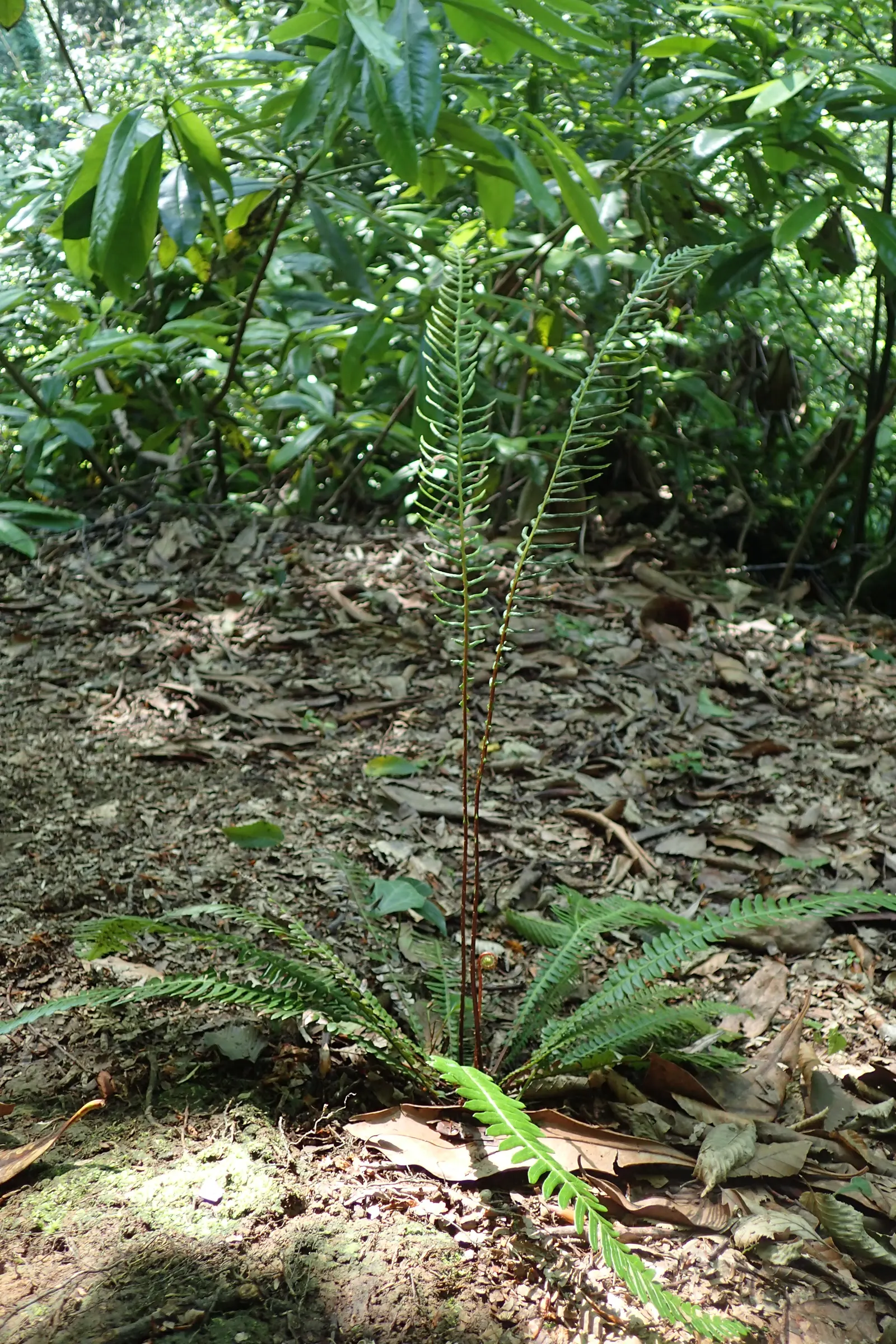 Deer Fern (Blechnum Spicant) — reaching heights of 18 to 24 inches; hardy and low maintenance, it adds year-round interest and texture to the, image 111