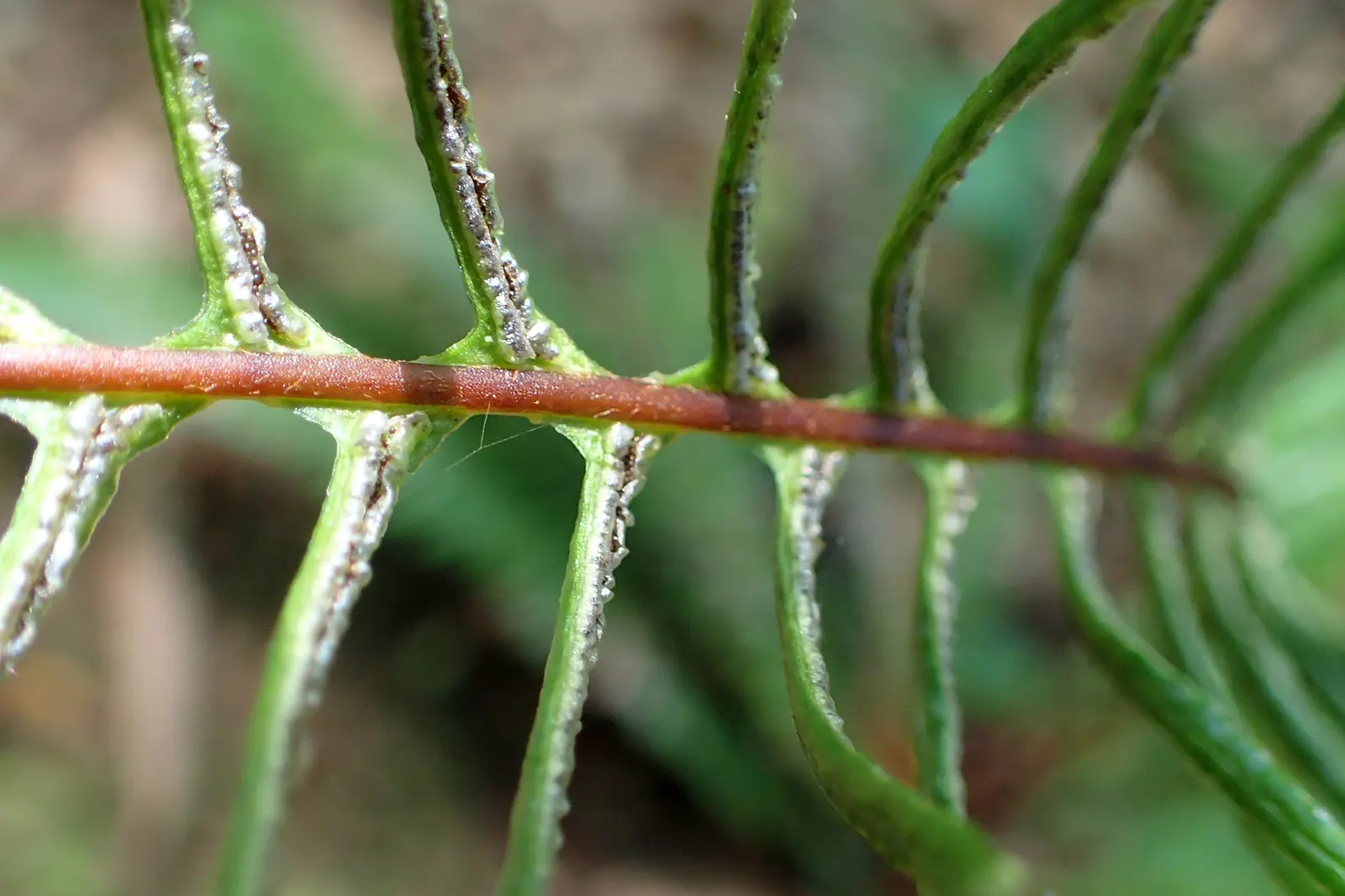 Deer Fern (Blechnum Spicant) — fertile fronds emerge upright; ensuring that its beauty remains undisturbed throughout the seasons, image 62