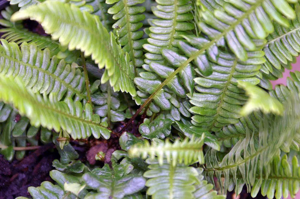 Deer Fern (Blechnum Spicant) — The Deer Fern, Blechnum spicant, thrives in moist, shady settings; symmetrical clumps reaching up to 2 feet in, image 97