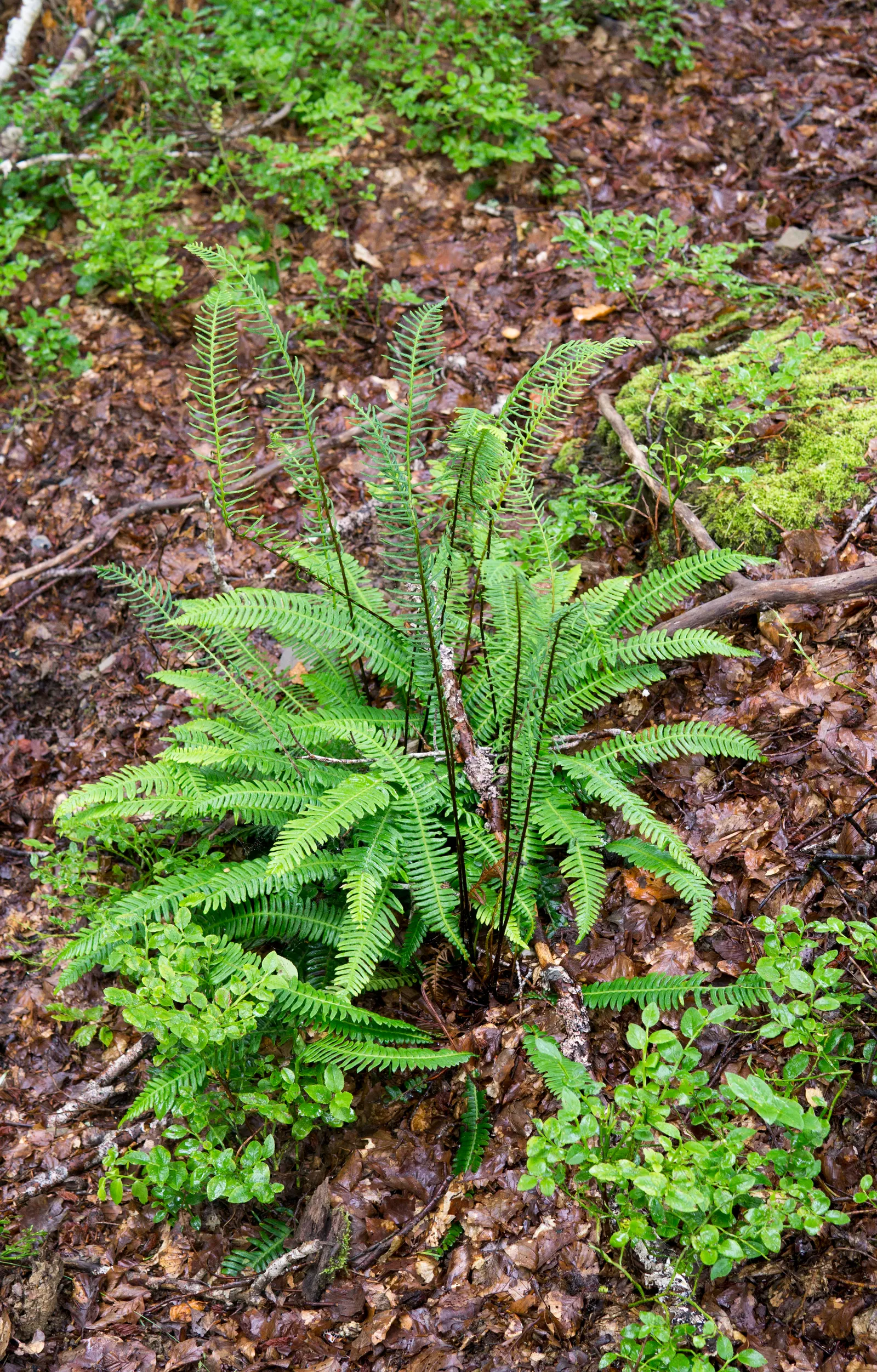 Deer Fern (Blechnum Spicant) — Its resistance to deer browsing is a notable benefit