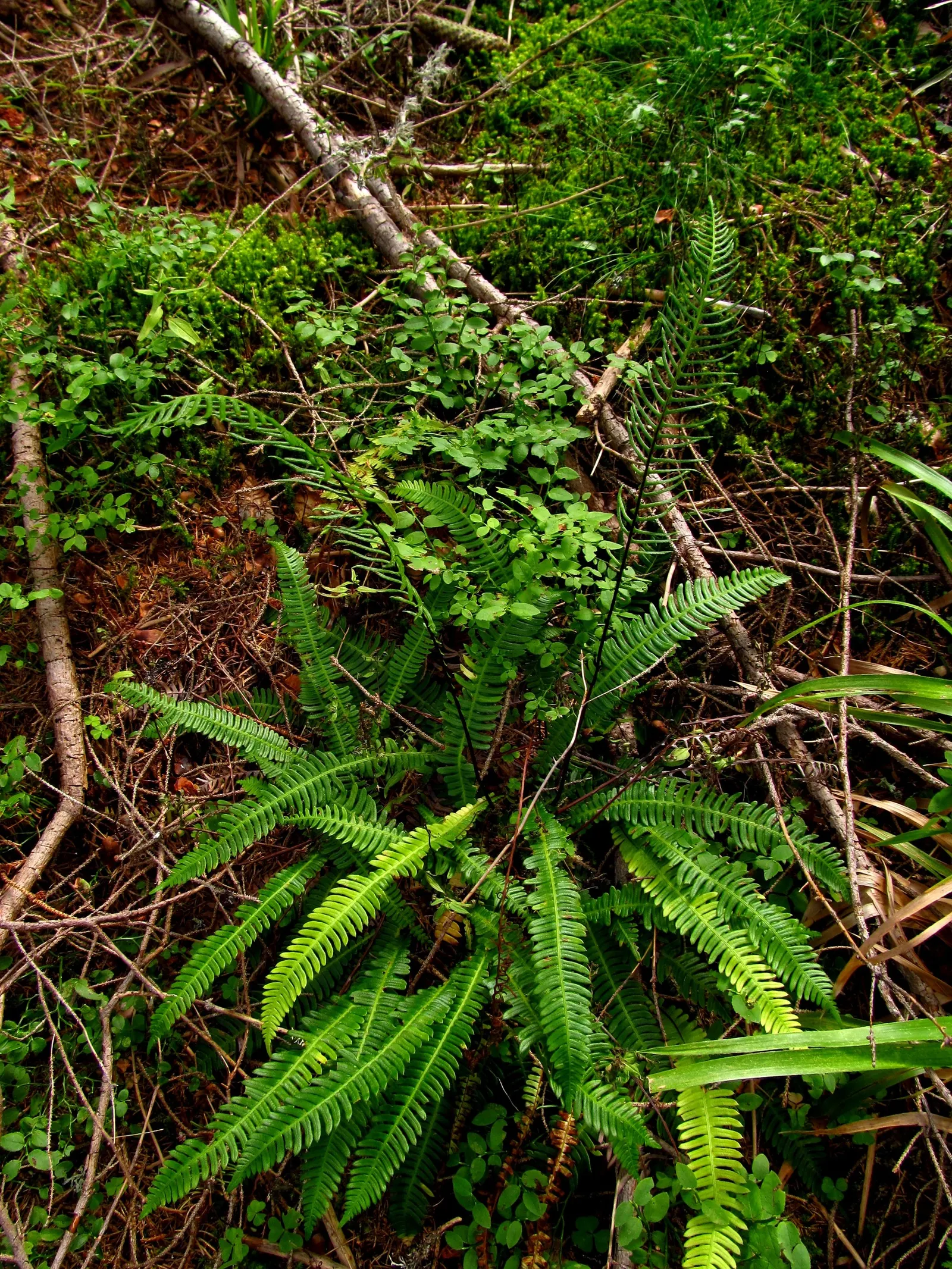 Deer Fern (Blechnum Spicant) — Its resistance to deer browsing is a notable benefit; deer-resistant, it's an ideal choice for naturalistic plantings, image 70