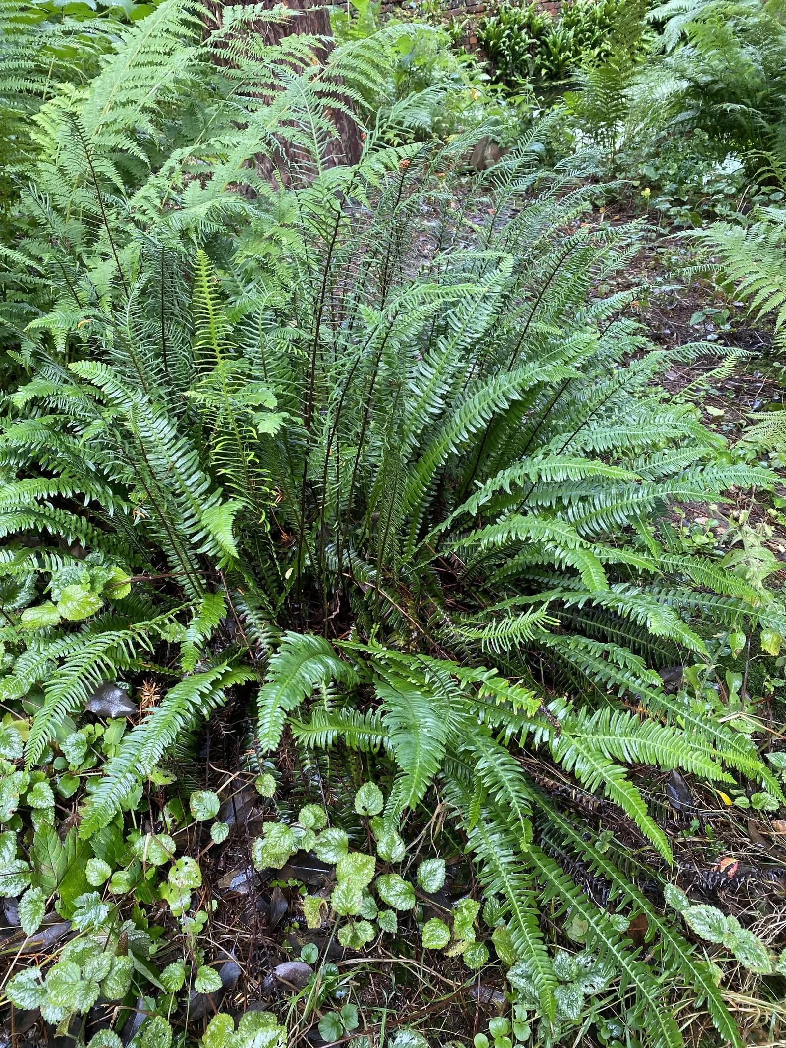 Deer Fern (Blechnum Spicant) — Perfect for woodland gardens, it prefers acidic soil and pairs well with shade-tolerant shrubs; commonly referred to, image 53