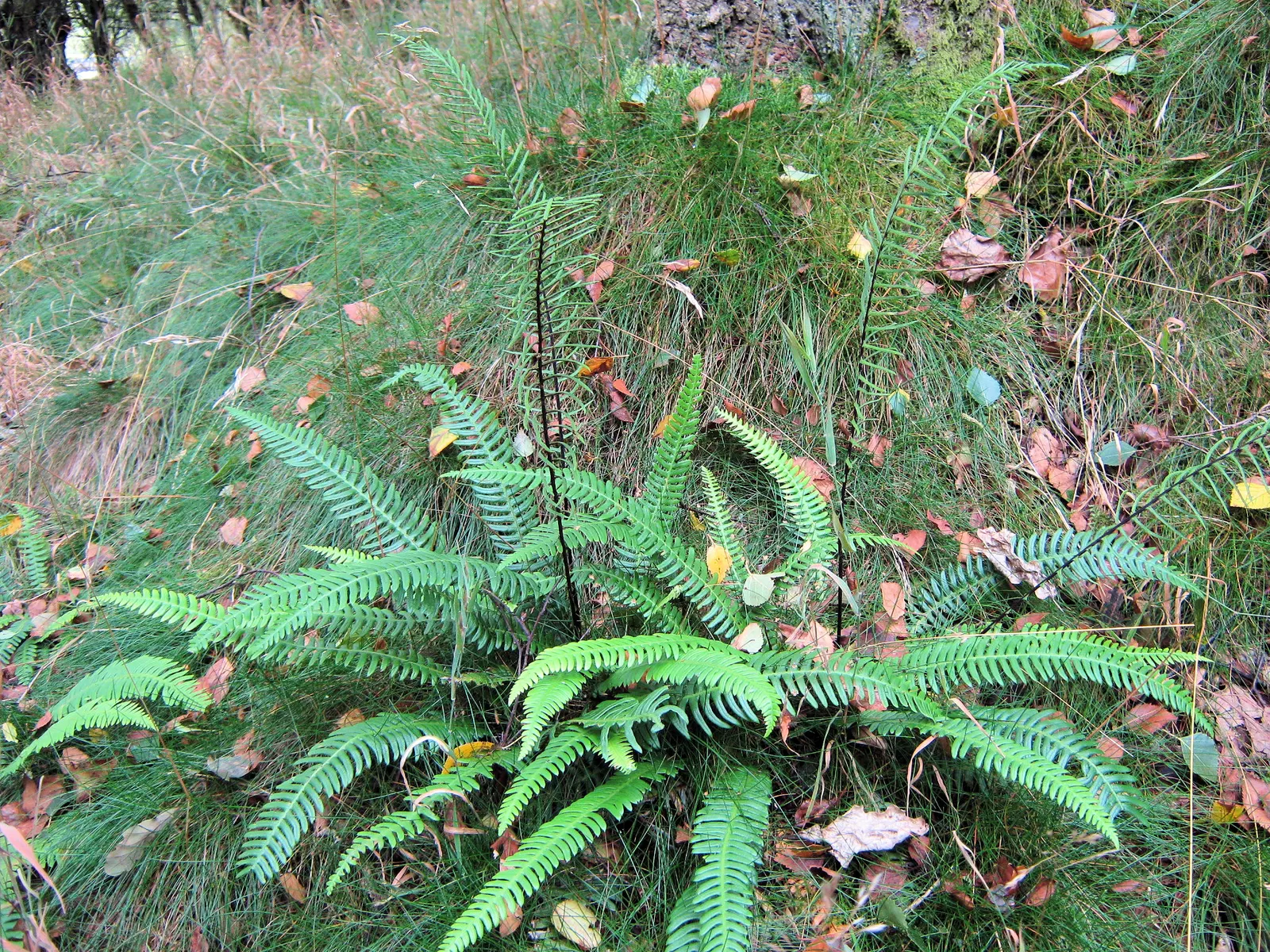 Deer Fern (Blechnum Spicant) — Blechnum spicant thrives in USDA hardiness zones 5 through 8; leathery fronds that create neat