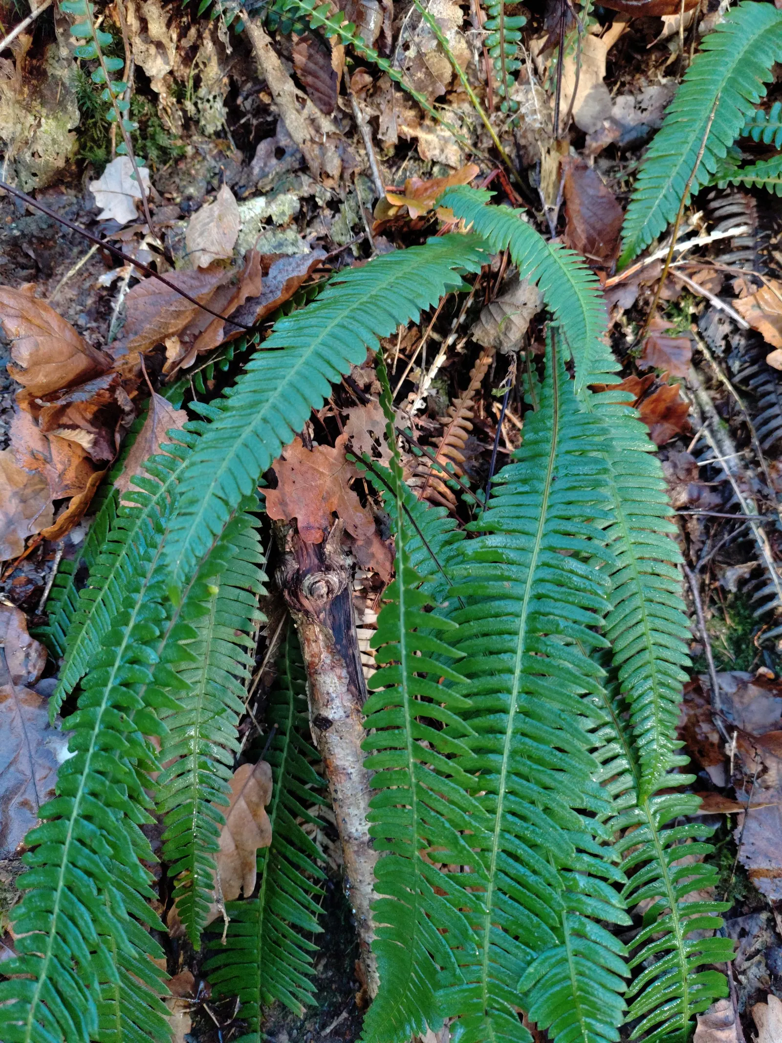 Deer Fern (Blechnum Spicant) — ensuring that its beauty remains undisturbed throughout the seasons; fertile fronds emerge upright, image 71